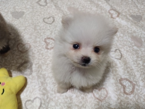 ポメラニアンの子犬(ID:1275211105)の1枚目の写真/更新日:2026-10-16