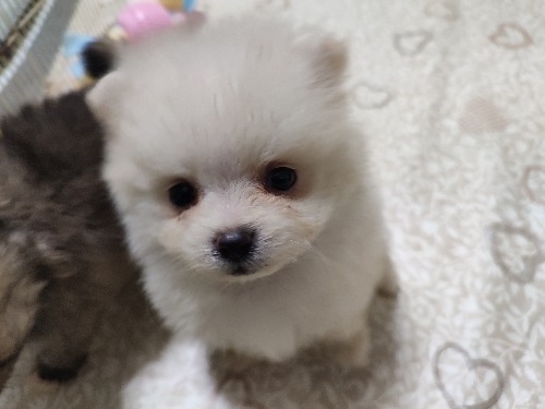 ポメラニアンの子犬(ID:1275211105)の2枚目の写真/更新日:2026-10-16