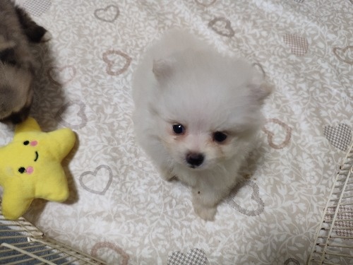 ポメラニアンの子犬(ID:1275211105)の3枚目の写真/更新日:2026-10-16