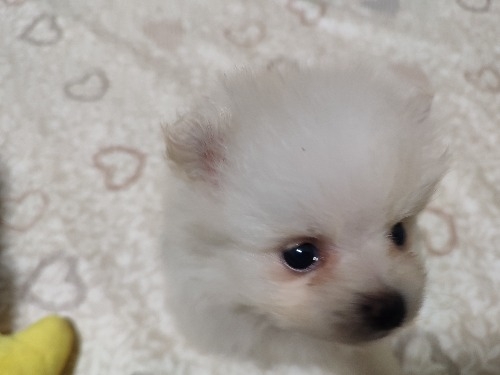 ポメラニアンの子犬(ID:1275211105)の4枚目の写真/更新日:2026-10-16