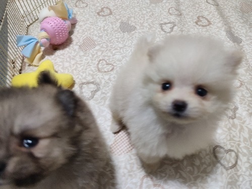 ポメラニアンの子犬(ID:1275211105)の5枚目の写真/更新日:2026-10-16