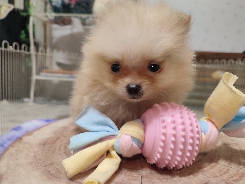ポメラニアンの子犬(ID:1275211107)の1枚目の写真/更新日:2026-10-29