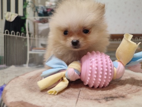 ポメラニアンの子犬(ID:1275211107)の2枚目の写真/更新日:2026-10-29