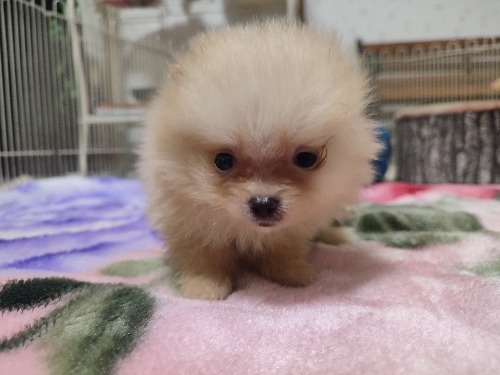ポメラニアンの子犬(ID:1275211107)の3枚目の写真/更新日:2026-10-29