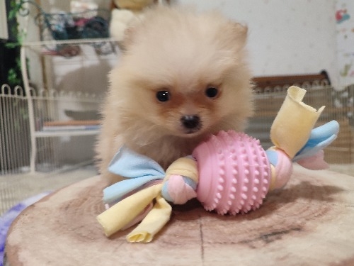 ポメラニアンの子犬(ID:1275211107)の4枚目の写真/更新日:2026-10-29