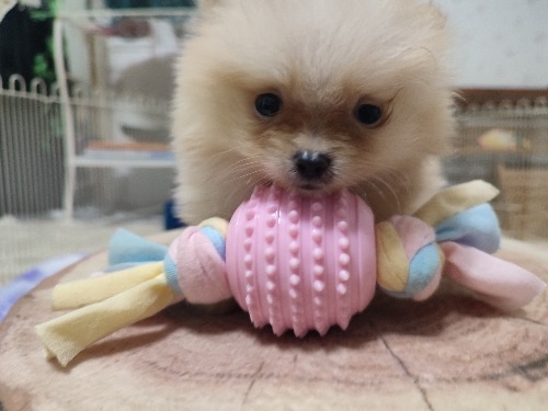 ポメラニアンの子犬(ID:1275211107)の5枚目の写真/更新日:2026-10-29