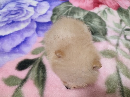 ポメラニアンの子犬(ID:1275211107)の6枚目の写真/更新日:2026-10-29