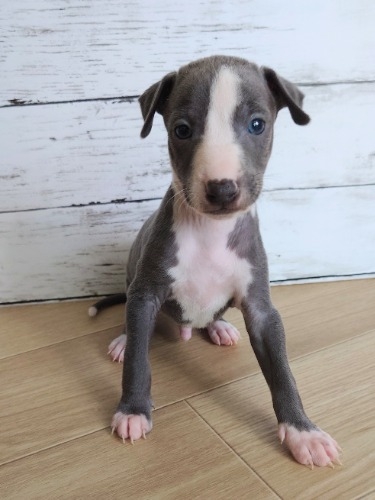 イタリアングレーハウンドの子犬(ID:1275411020)の1枚目の写真/更新日:2025-05-07