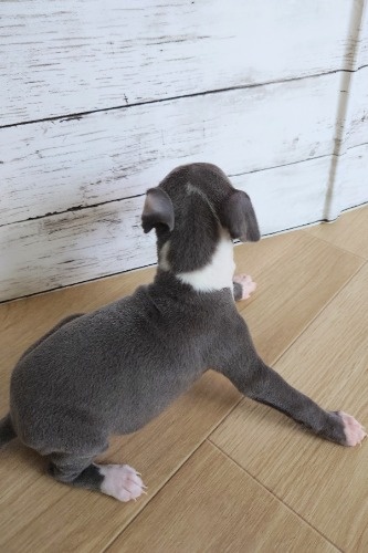 イタリアングレーハウンドの子犬(ID:1275411020)の2枚目の写真/更新日:2025-05-07