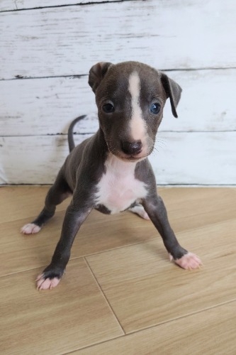 イタリアングレーハウンドの子犬(ID:1275411021)の1枚目の写真/更新日:2025-05-07