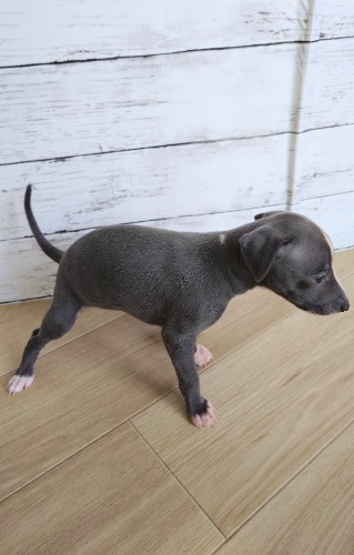イタリアングレーハウンドの子犬(ID:1275411021)の2枚目の写真/更新日:2025-05-07