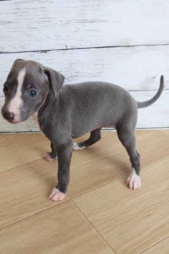 イタリアングレーハウンドの子犬(ID:1275411021)の3枚目の写真/更新日:2025-05-07