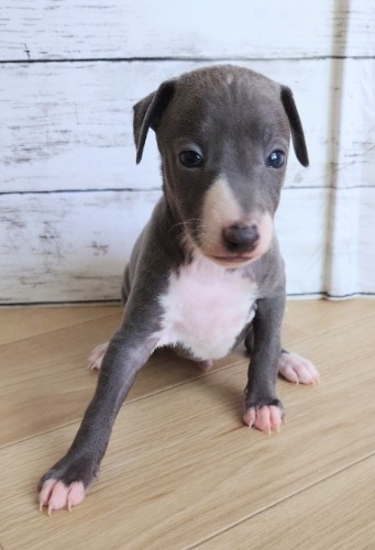 イタリアングレーハウンドの子犬(ID:1275411022)の1枚目の写真/更新日:2025-05-07