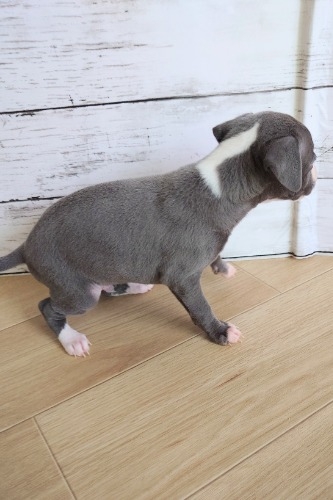 イタリアングレーハウンドの子犬(ID:1275411022)の3枚目の写真/更新日:2025-05-07