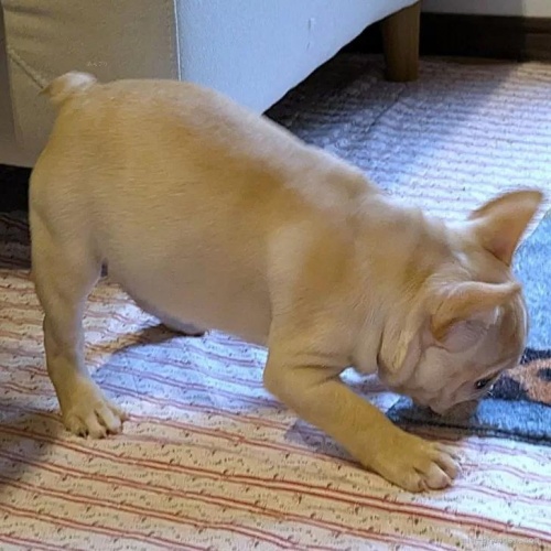 �t�����`�u���h�b�O�̎q���iID:1275711018�j��5���ڂ̎ʐ^/�X�V��:2026-01-11