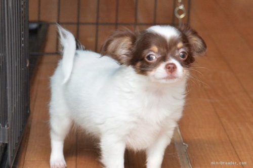 チワワ（ロング）の子犬（ID:1275711023）の1枚目の写真/更新日:2022-02-28