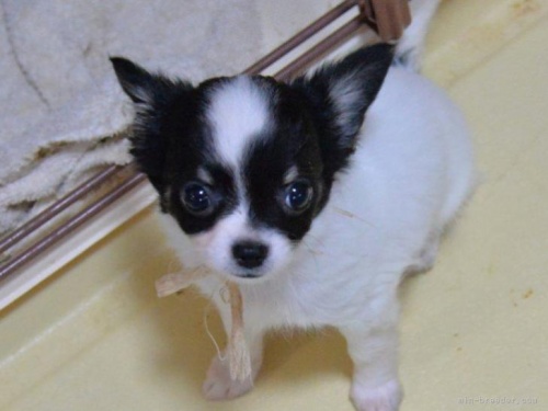 チワワ（ロング）の子犬（ID:1275711028）の2枚目の写真/更新日:2022-02-28