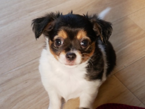 チワワ（ロング）の子犬（ID:1275711042）の1枚目の写真/更新日:2022-09-09