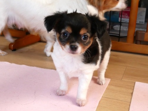 チワワ（ロング）の子犬（ID:1275711042）の2枚目の写真/更新日:2022-09-09