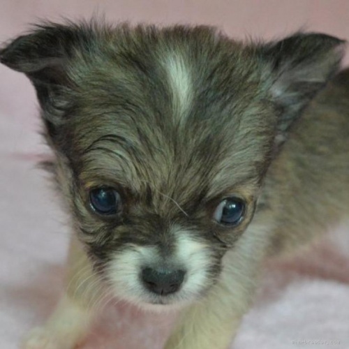 チワワ（ロング）の子犬（ID:1275711043）の1枚目の写真/更新日:2022-06-20