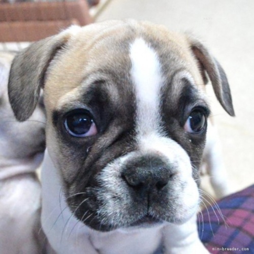 フレンチブルドッグの子犬（ID:1275711073）の1枚目の写真/更新日:2023-11-17