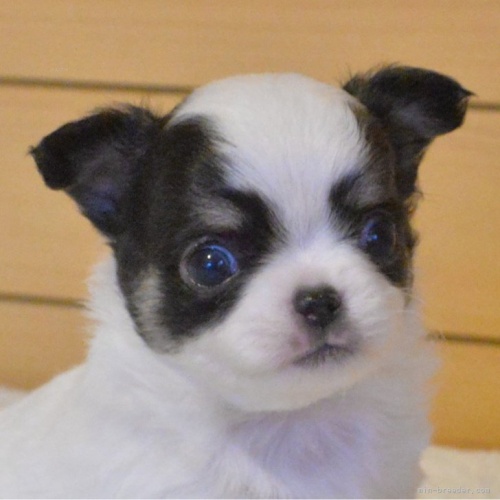 チワワ（ロング）の子犬（ID:1275711075）の1枚目の写真/更新日:2024-01-07
