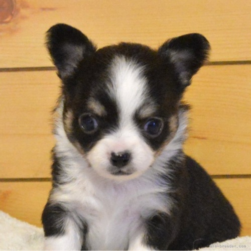 チワワ（ロング）の子犬（ID:1275711077）の1枚目の写真/更新日:2024-01-07