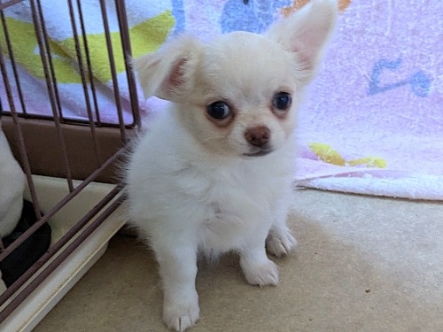 �`�����i�����O�j�̎q���iID:1275711097�j��1���ڂ̎ʐ^/�X�V��:2026-01-03