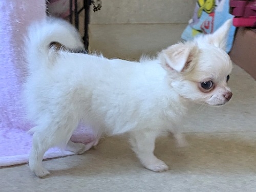 �`�����i�����O�j�̎q���iID:1275711097�j��2���ڂ̎ʐ^/�X�V��:2026-01-03