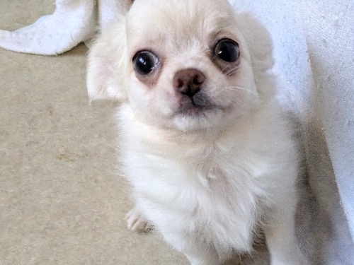 �`�����i�����O�j�̎q���iID:1275711097�j��4���ڂ̎ʐ^/�X�V��:2026-01-03