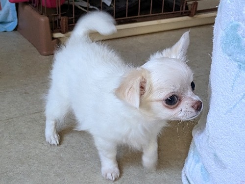 �`�����i�����O�j�̎q���iID:1275711097�j��5���ڂ̎ʐ^/�X�V��:2026-01-03