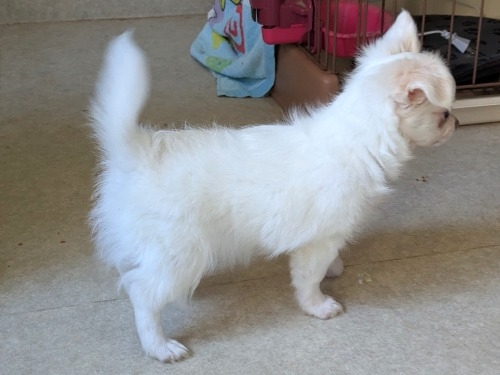 �`�����i�����O�j�̎q���iID:1275711097�j��6���ڂ̎ʐ^/�X�V��:2026-01-03