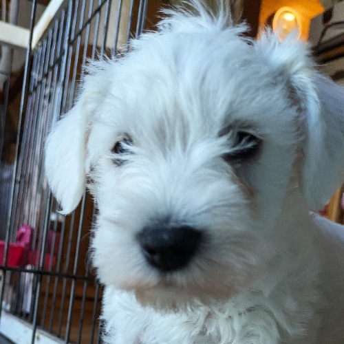 �~�j�`���A�V���i�E�U�[�̎q���iID:1275711098�j��1���ڂ̎ʐ^/�X�V��:2026-01-03