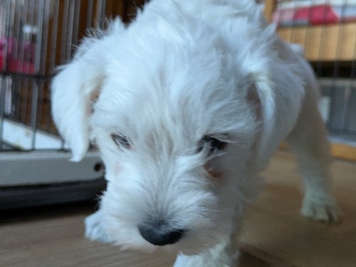 �~�j�`���A�V���i�E�U�[�̎q���iID:1275711098�j��3���ڂ̎ʐ^/�X�V��:2026-01-03