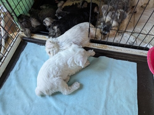 �~�j�`���A�V���i�E�U�[�̎q���iID:1275711098�j��5���ڂ̎ʐ^/�X�V��:2026-01-03