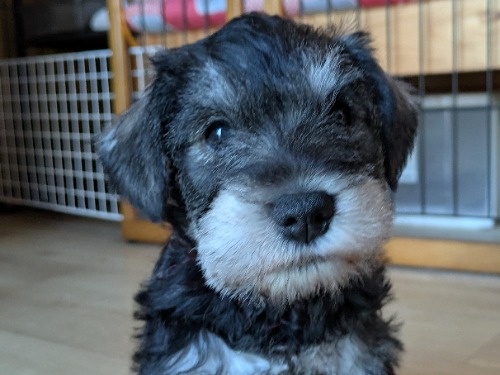 �~�j�`���A�V���i�E�U�[�̎q���iID:1275711099�j��1���ڂ̎ʐ^/�X�V��:2026-01-03