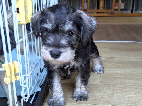 �~�j�`���A�V���i�E�U�[�̎q���iID:1275711099�j��2���ڂ̎ʐ^/�X�V��:2026-01-03