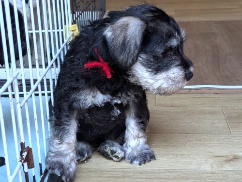 �~�j�`���A�V���i�E�U�[�̎q���iID:1275711099�j��3���ڂ̎ʐ^/�X�V��:2026-01-03