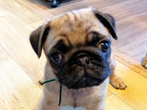 �p�O�̎q���iID:1275711100�j��1���ڂ̎ʐ^/�X�V��:2026-01-03