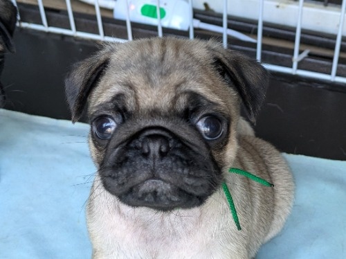 �p�O�̎q���iID:1275711100�j��2���ڂ̎ʐ^/�X�V��:2026-01-03