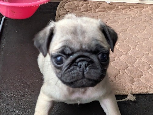 �p�O�̎q���iID:1275711100�j��3���ڂ̎ʐ^/�X�V��:2026-01-03