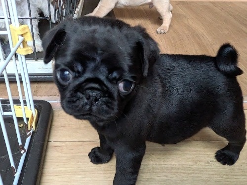 �p�O�̎q���iID:1275711101�j��1���ڂ̎ʐ^/�X�V��:2026-01-03