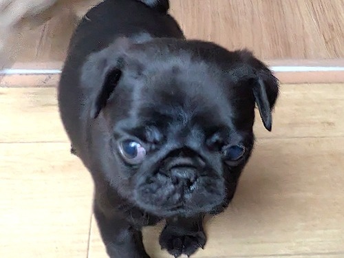 �p�O�̎q���iID:1275711101�j��3���ڂ̎ʐ^/�X�V��:2026-01-03