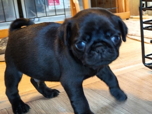 �p�O�̎q���iID:1275711101�j��6���ڂ̎ʐ^/�X�V��:2026-01-03