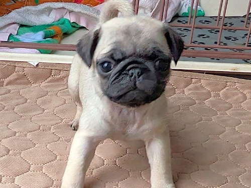 �p�O�̎q���iID:1275711102�j��1���ڂ̎ʐ^/�X�V��:2026-01-03