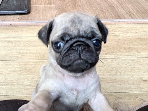 �p�O�̎q���iID:1275711102�j��2���ڂ̎ʐ^/�X�V��:2026-01-03