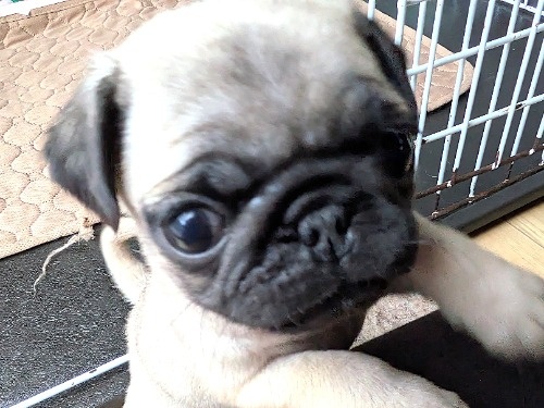 �p�O�̎q���iID:1275711102�j��3���ڂ̎ʐ^/�X�V��:2026-01-03