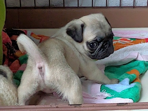 �p�O�̎q���iID:1275711102�j��4���ڂ̎ʐ^/�X�V��:2026-01-03