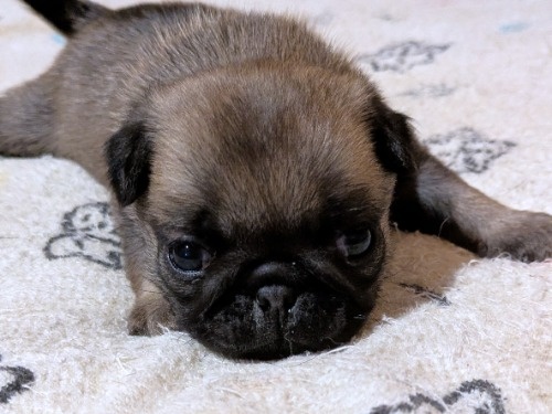 �p�O�̎q���iID:1275711103�j��1���ڂ̎ʐ^/�X�V��:2026-02-19