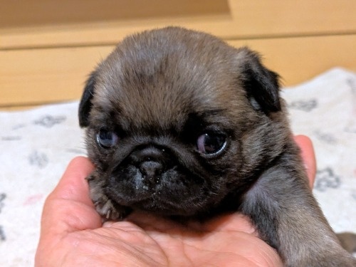 �p�O�̎q���iID:1275711103�j��2���ڂ̎ʐ^/�X�V��:2026-02-19